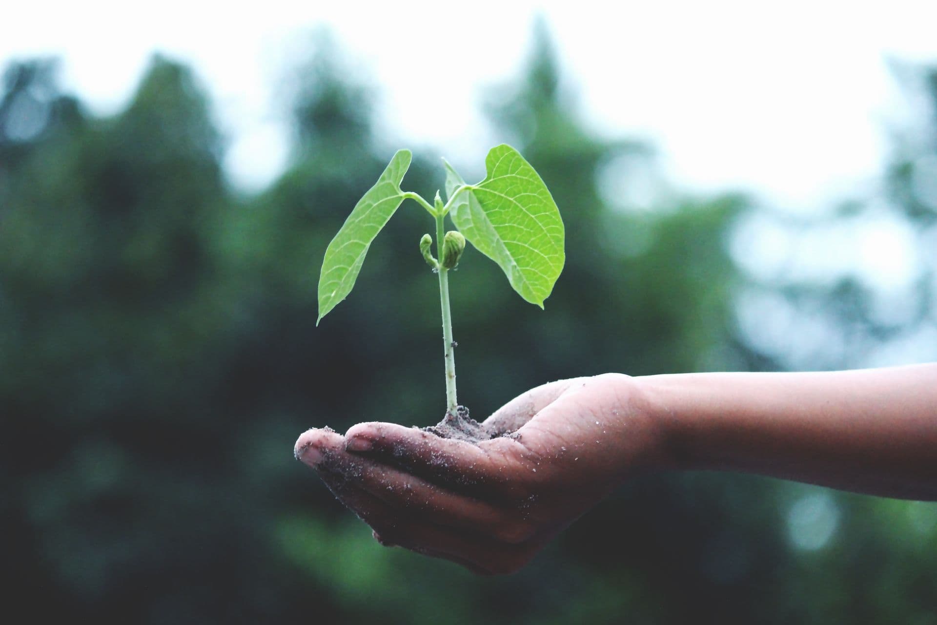 A hand holding a young green seedling
